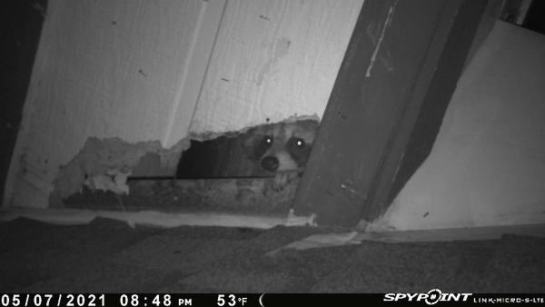 Genuine Pest Control