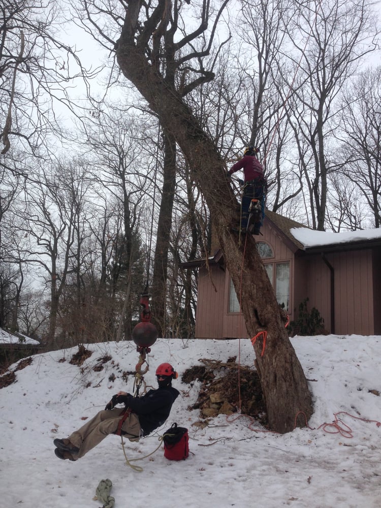 Jacob's Professional Tree & Shrub Care