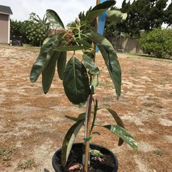 Atkins Nursery 19 Photos 13 Reviews Nurseries Gardening Photo Of Atkins Nursery Fallbrook Ca United States Jan Boyce Picked It