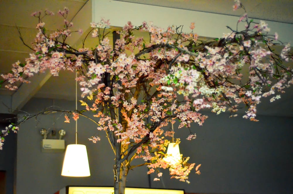 Random cherry blossom tree inside the restaurant Yelp