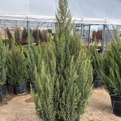 Heidrich S Colorado Tree Farm Nursery 18 Photos 14 Reviews Photo Of Heidrich S Colorado Tree Farm Nursery Springs Co United States