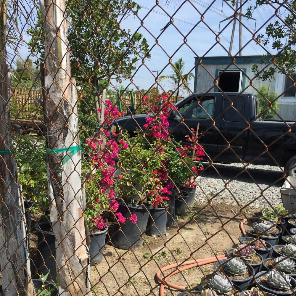 Buena Vista Nursery CLOSED 2019 All You Need to Know BEFORE You Go