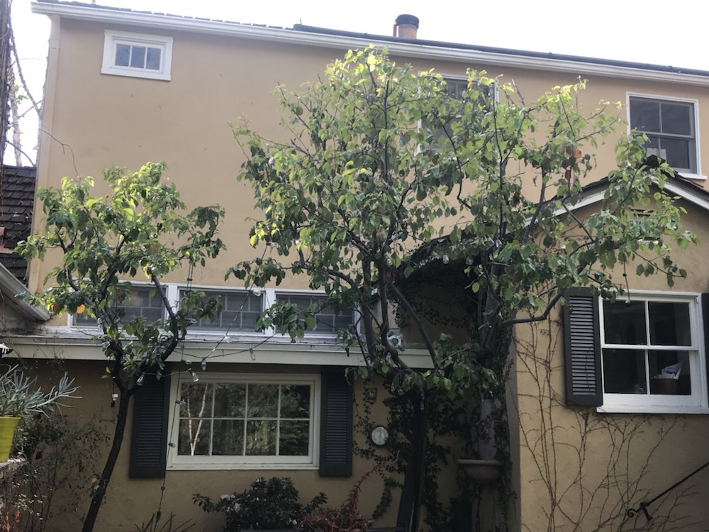 Alex's Natural Tree Care