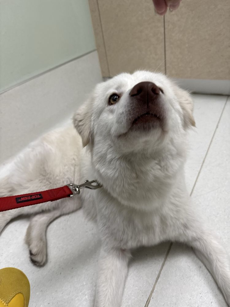 5 Points Companion Animal Hospital