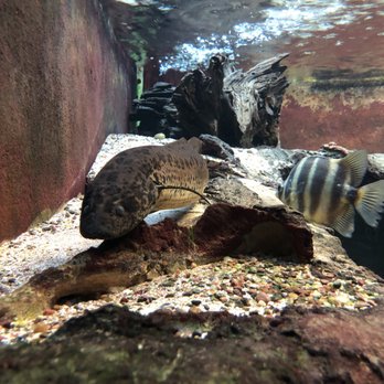 shedd aquarium 3168 photos