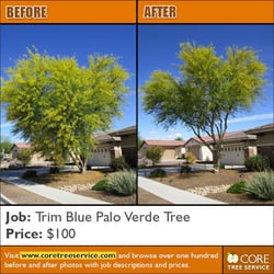 Core Tree Service 23 Photos 81 Reviews Services 20178 N Photo Of Core Tree Service Glendale Az United States Native Palo Verde