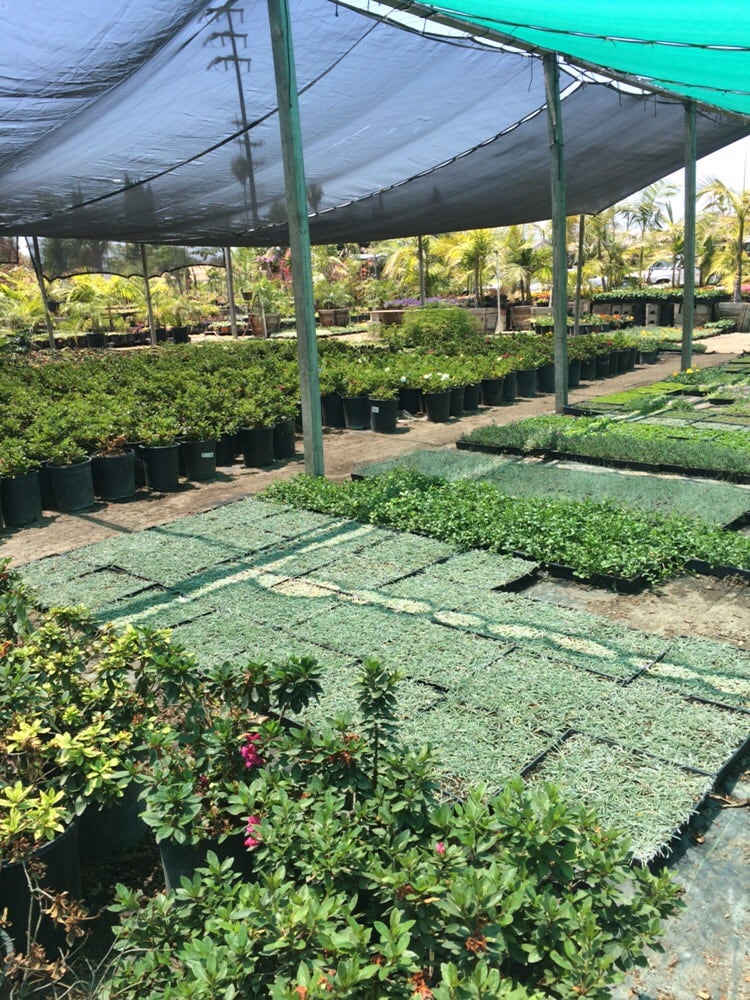 Martinez Nursery Yelp Photo Of Martinez Nursery Buena Park Ca United States