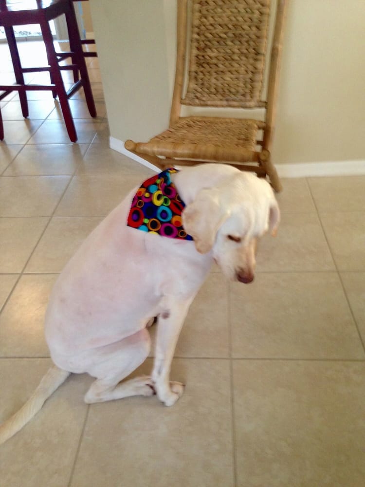 puppies plus parkland ready for the warm weather with his new trim yelp puppies plus parkland ready for the warm weather with his new trim yelp