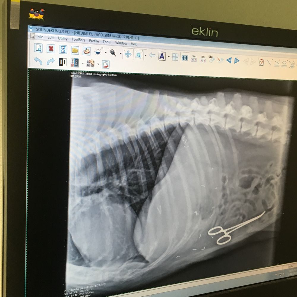 Dallas Veterinary Surgical Center 18 Reviews Veterinarians 4444