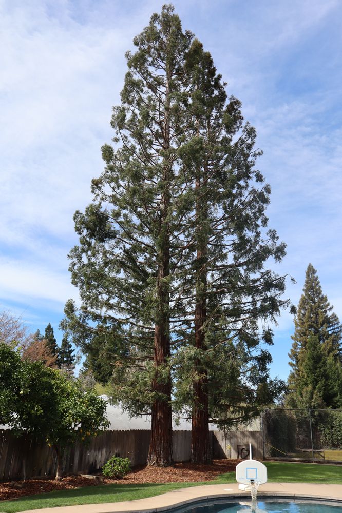 North Roots Tree Care