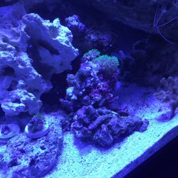 the mystic reef 19