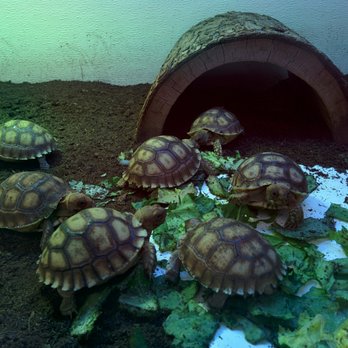 Arizona Reptile Center - 27 Photos & 47 Reviews - Pet Stores - 2025 W