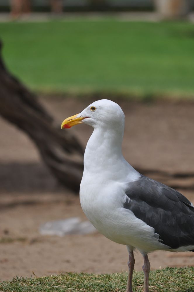 Ellen Browning Scripps Park 227 Photos & 39 Reviews Parks 1133