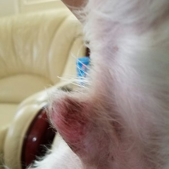 razor burn on dogs laguna country groomers 42 photos 74 reviews pet groomers 8386 sheldon rd elk razor burn on dogs laguna country groomers 42 photos 74 reviews pet groomers 8386 sheldon rd elk