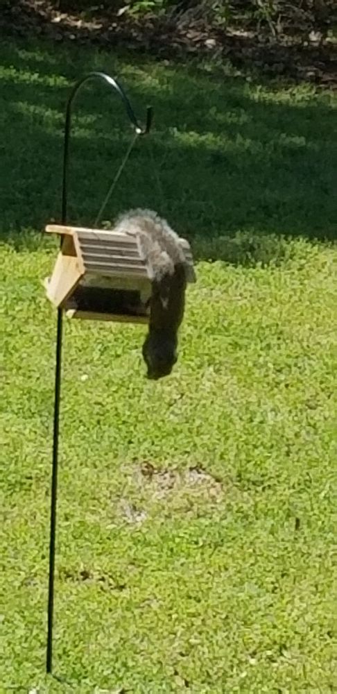 ClearDefense Pest Control