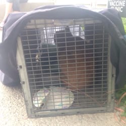 spay neuter project la spay neuter project la