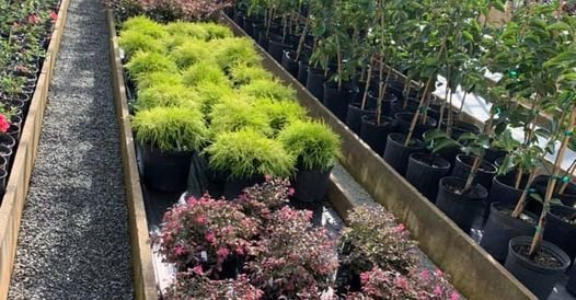 Trees and Plants Nursery and Garden Center