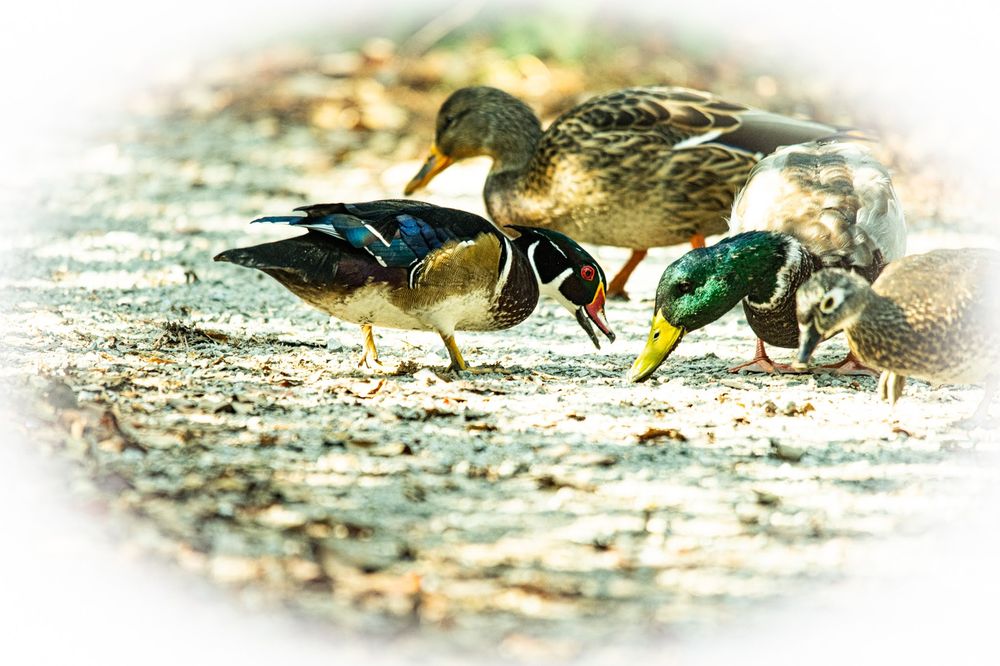 The George C Reifel Migratory Bird Sanctuary