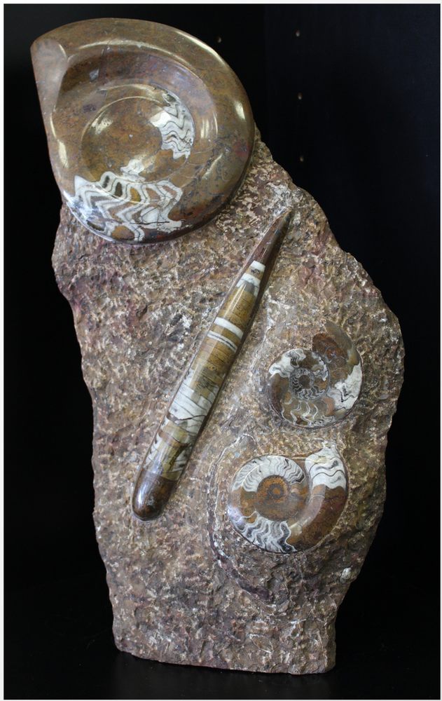 Stunning Large Floor Display Of Goniatites And An Orthoceras Spear