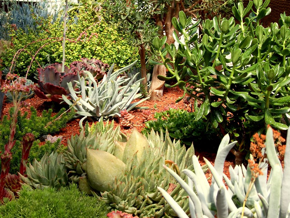 Gondwana Flora