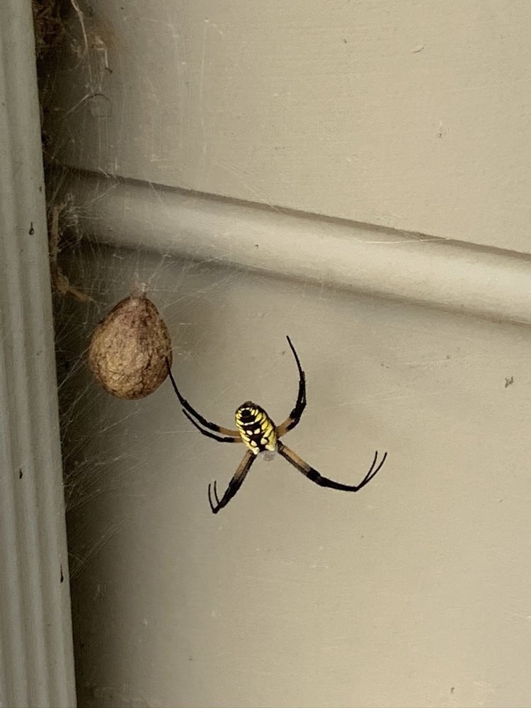 ClearDefense Pest Control