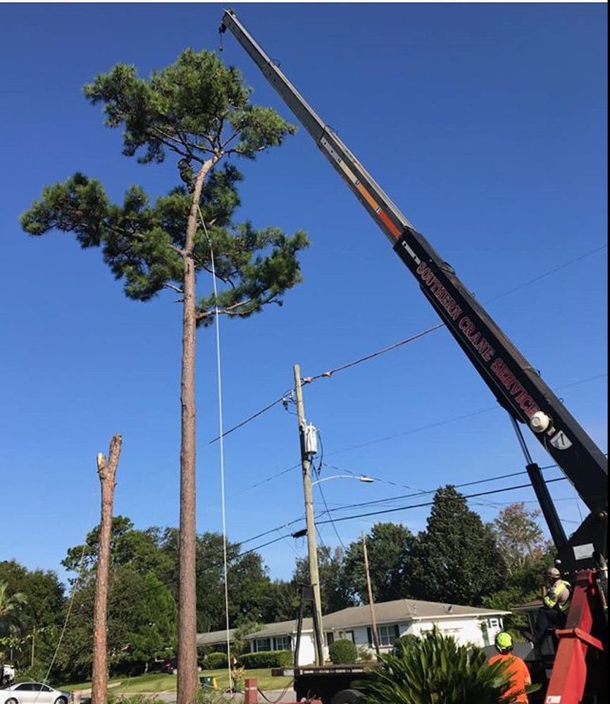 Greenwise Tree Surgeons
