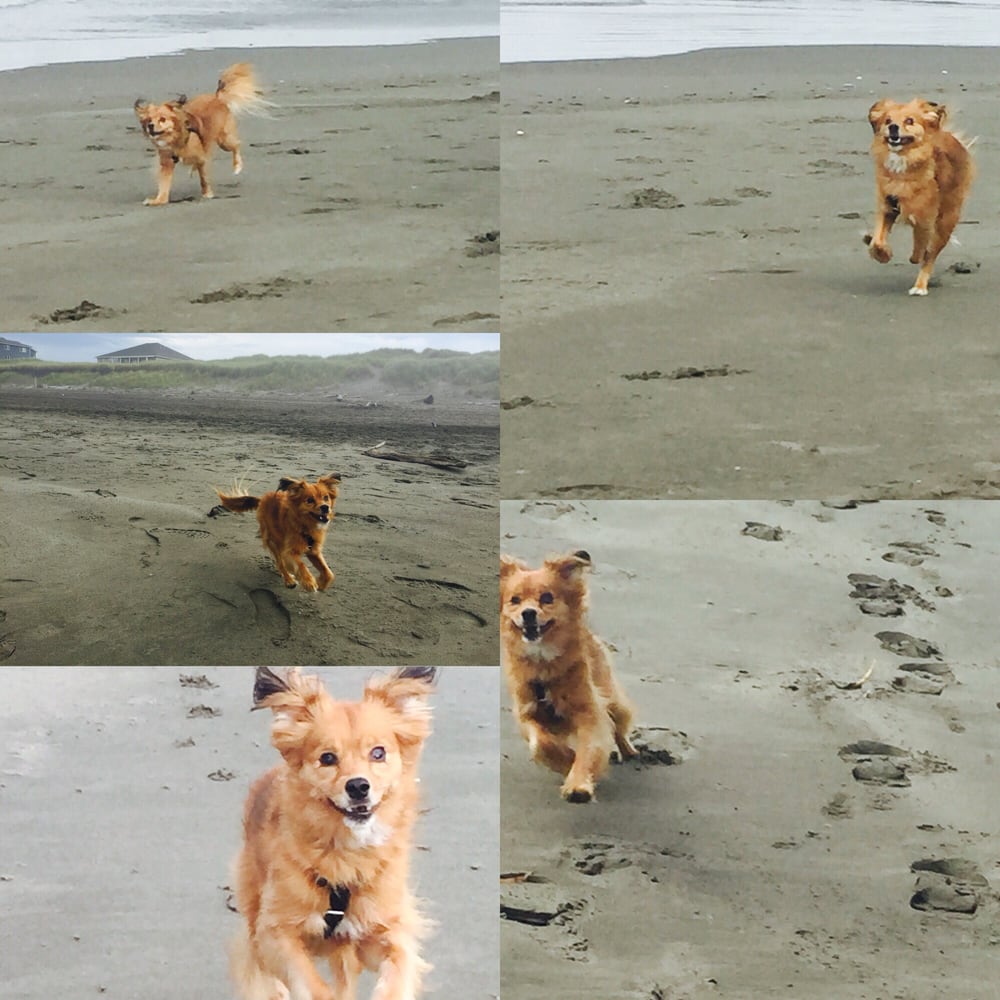 The Whole Pet Shop 32 Photos & 33 Reviews Pet Stores 14219 NE