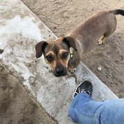 Animal Rescue of Fresno - 24 Photos & 13 Reviews - Animal Shelters