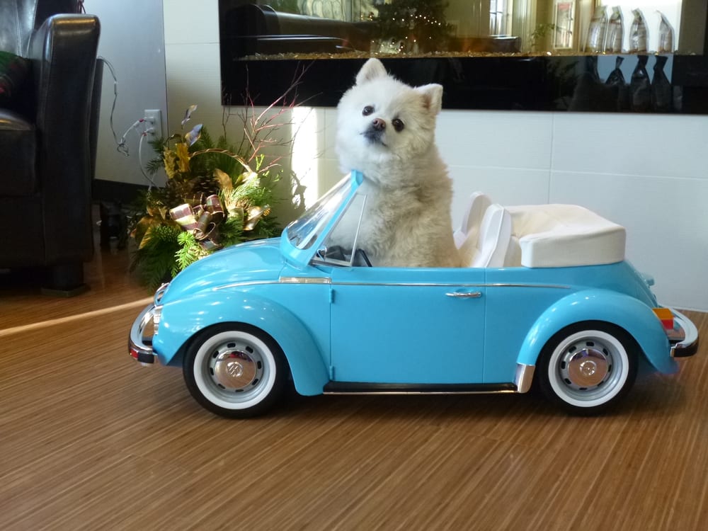 Canine Companion Clinic