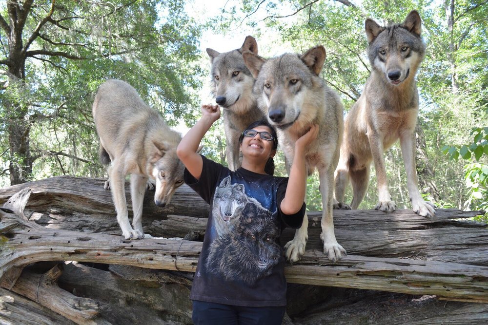 Seacrest Wolf Preserve - 40 Photos & 32 Reviews - Zoos - 3449 Bonnett