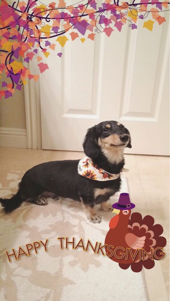 Furry Friends Pet Grooming 27 Photos & 55 Reviews Pet Groomers