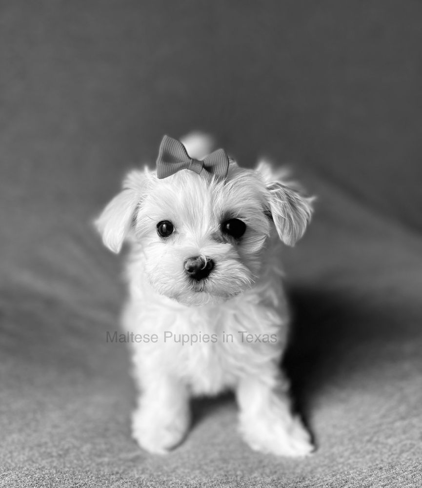 Maltese Puppies in Texas