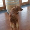 Thistle Winery winery