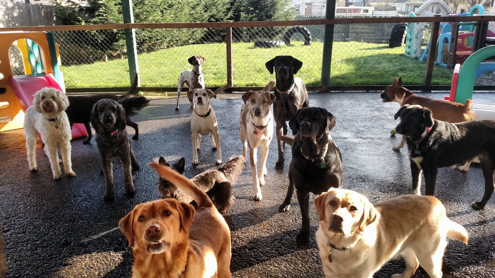Lucky Dog Daycare Pet Sitting 1610 6th Ave, WA Phone