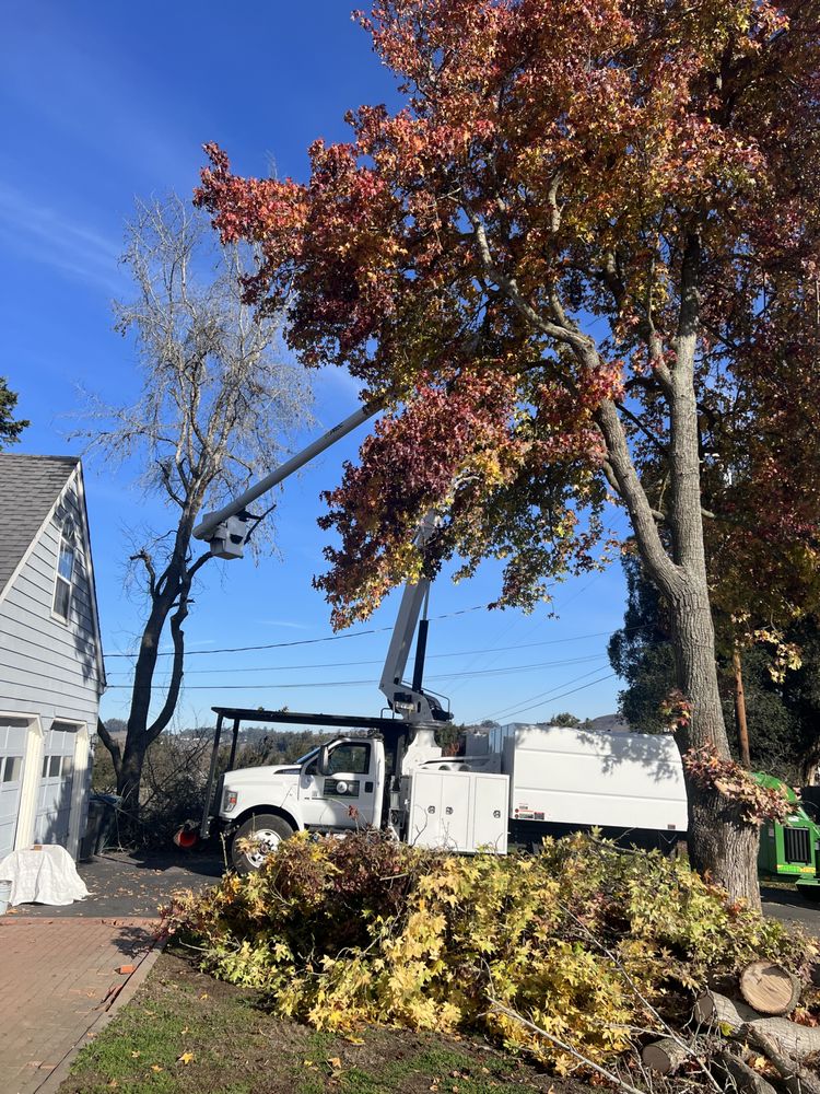 Sophisticated Tree Services