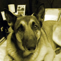 dressage chien boulogne sur mer
