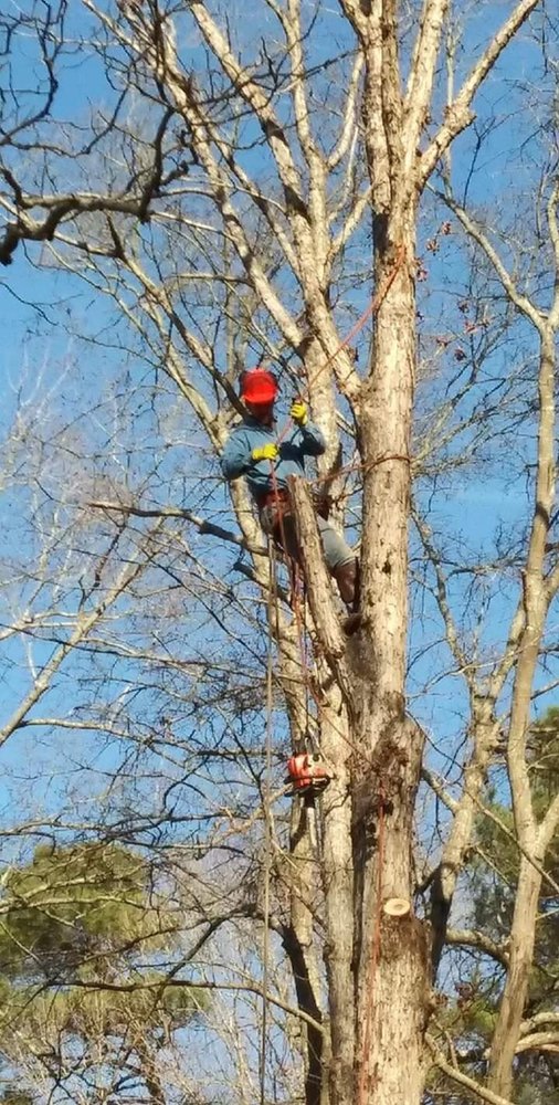 Action Tree Service