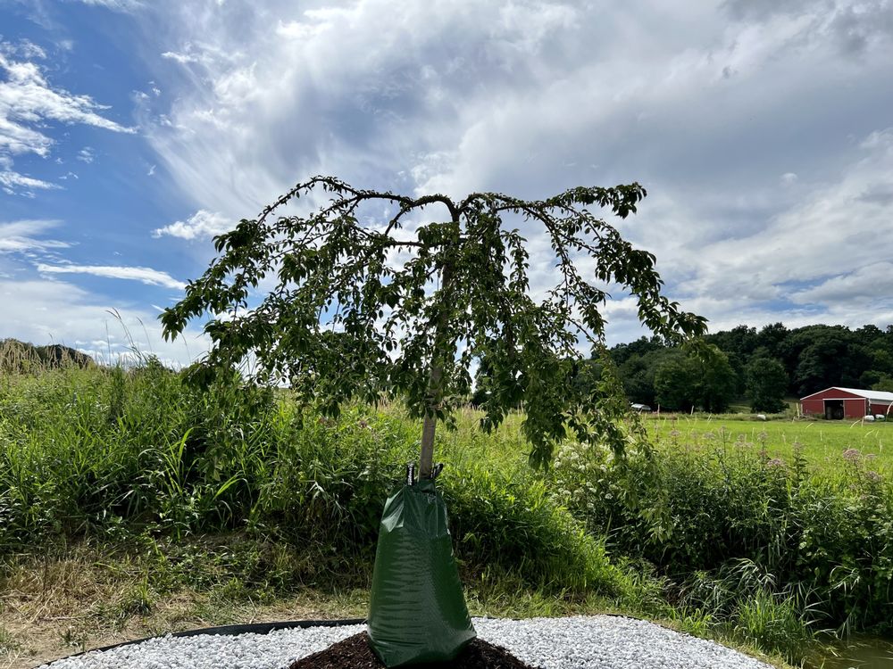 Brothers' Tree Service
