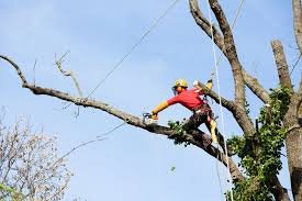 NW Tree Work