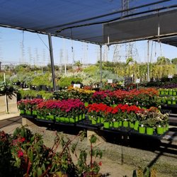 Village Nurseries 73 Photos 34 Reviews Gardening Photo Of Village Nurseries Orange Ca United States So Many Colorful Plants