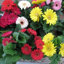 Owen Garden Center Nursery Closed Nurseries Gardening 5955 Photo Of Owen Garden Center Nursery Fayetteville Nc United States Colorful