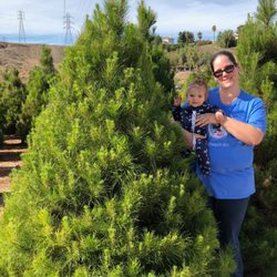 Christmas Conifers Nurseries Gardening Reche Canyon Rd We Photo Of Christmas Conifers Colton Ca United States Our 2018 Xmas Tree