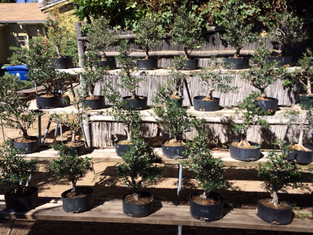 Kimura Bonsai Nurseries Nurseries & Gardening 17230 Roscoe Blvd