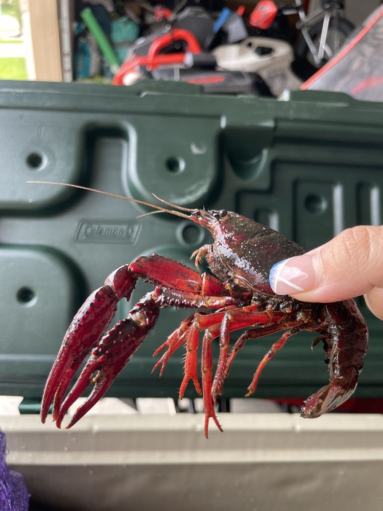 1-800 CRAWFISH