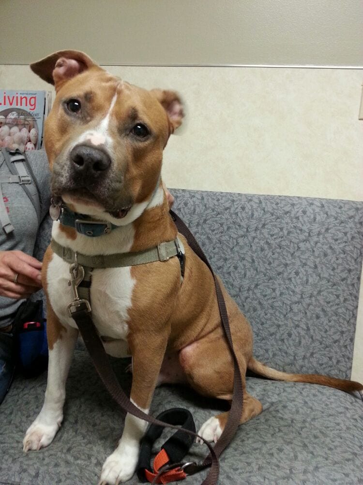 Detroit Dover Animal Hospital Inc Veterinarians 27366 Detroit Rd