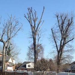higher calling tree services 19 photos tree services franklin calling tree