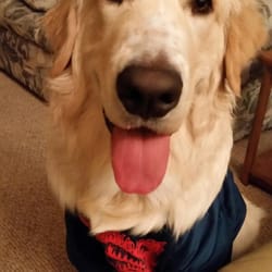 free spirit pet services pet sitting 6403 s 251st st kent wa