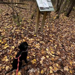 Stratford Woods Park in Midland gift card