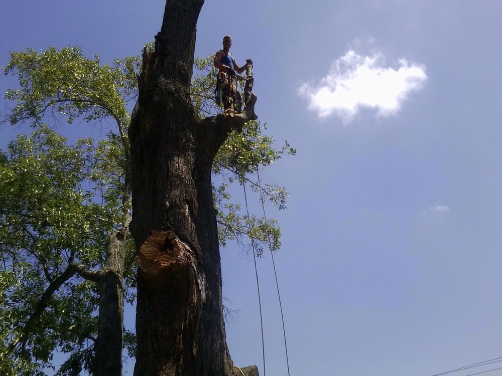Blevins and Son Tree Service