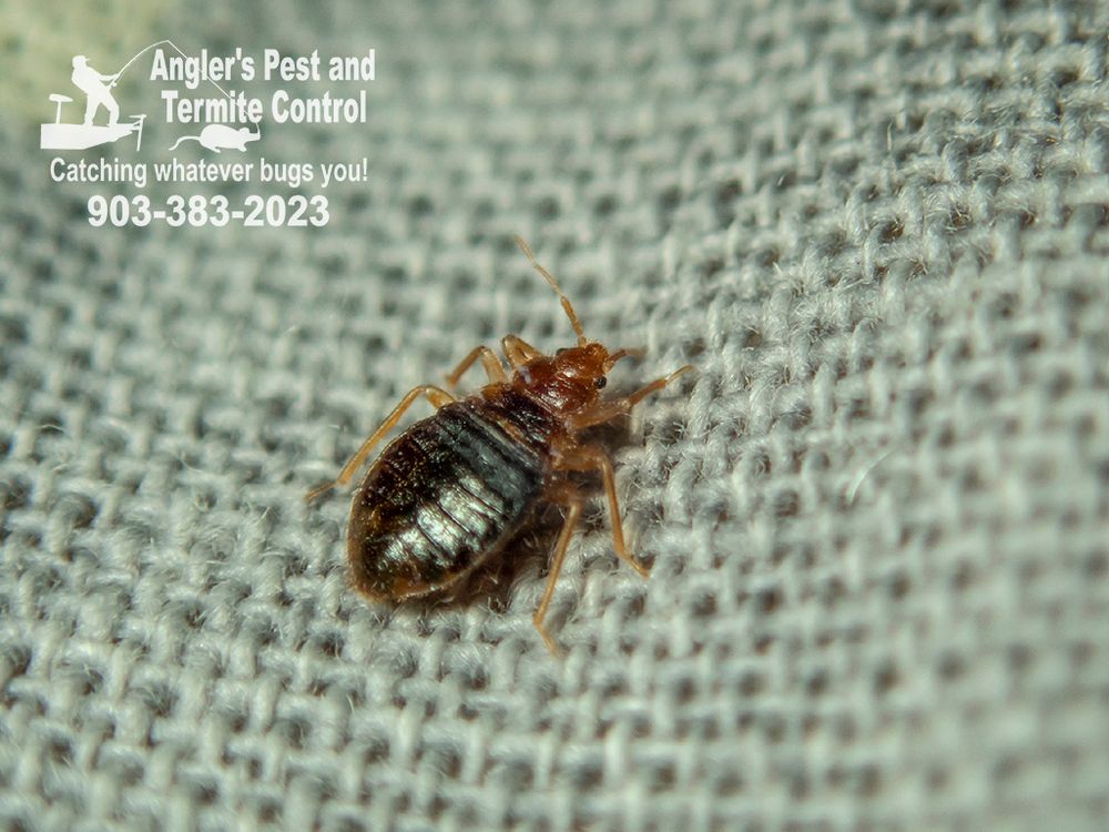 Anglers Pest and Termite Control
